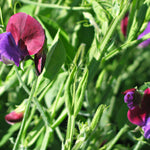Load image into Gallery viewer, Snow Pea, 'Golden Sweet'
