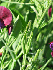 Load image into Gallery viewer, Snow Pea, 'Golden Sweet'
