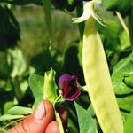 Load image into Gallery viewer, Snow Pea, 'Golden Sweet'

