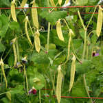 Load image into Gallery viewer, Snow Pea, 'Golden Sweet'
