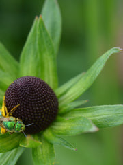 Load image into Gallery viewer, Rudbeckia, 'Green Wizard'
