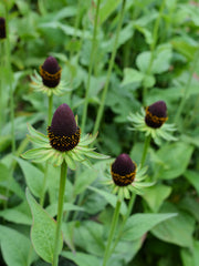 Load image into Gallery viewer, Rudbeckia, 'Green Wizard'
