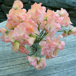 Load image into Gallery viewer, Sweet Pea, 'Heaven Scent'
