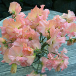 Load image into Gallery viewer, Sweet Pea, 'Heaven Scent'

