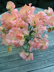 Load image into Gallery viewer, Sweet Pea, 'Heaven Scent'
