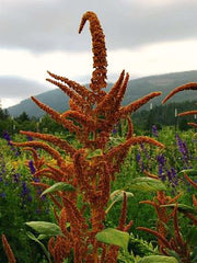 Load image into Gallery viewer, Amaranth, 'Hot Biscuits'
