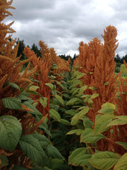 Load image into Gallery viewer, Amaranth, 'Hot Biscuits'
