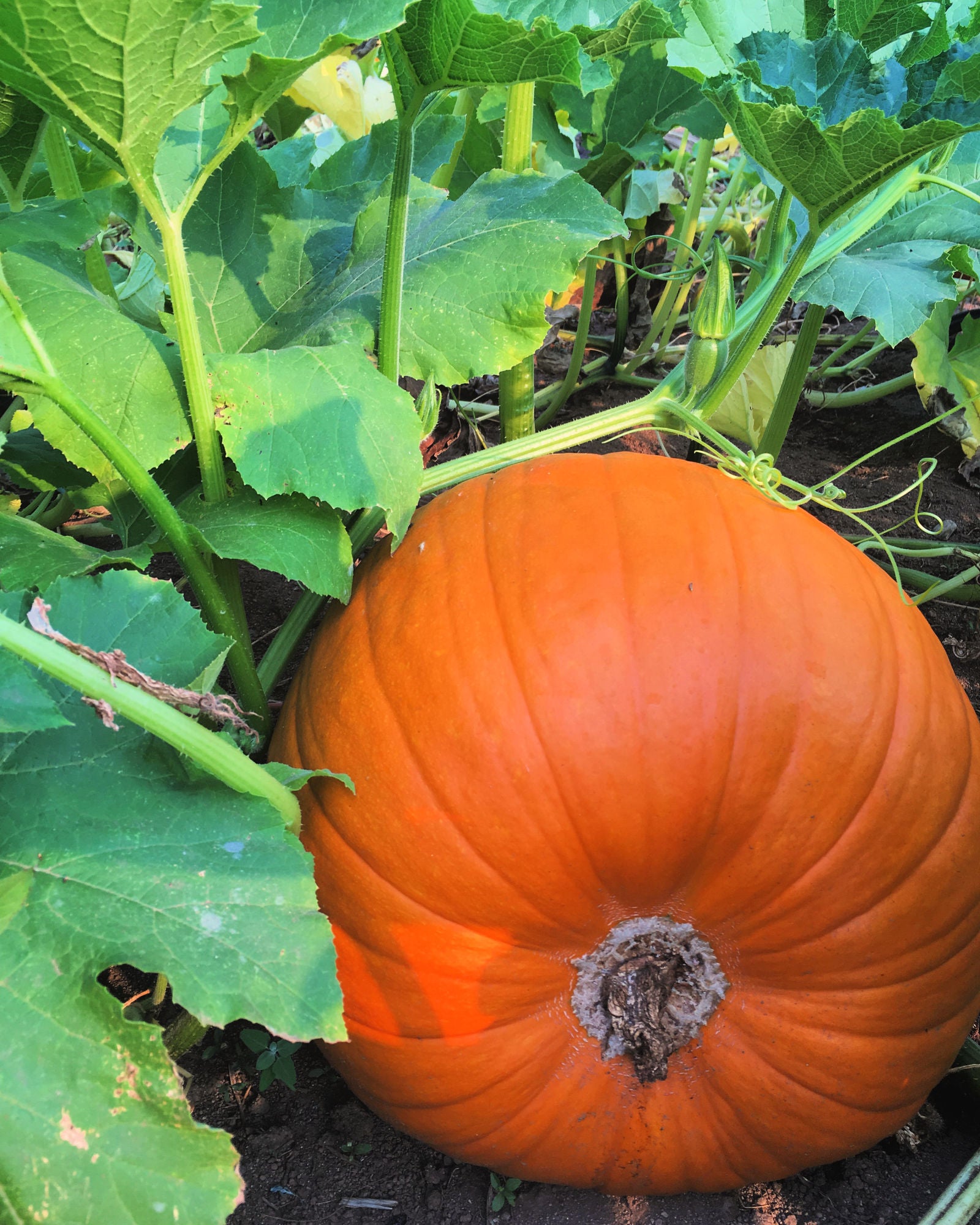 planting depth for pumpkin seeds Pumpkin 'Howden'