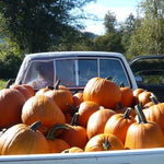 Load image into Gallery viewer, Pumpkin 'Howden'

