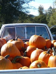 Load image into Gallery viewer, Pumpkin 'Howden'
