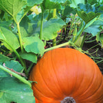 Load image into Gallery viewer, Pumpkin 'Howden'
