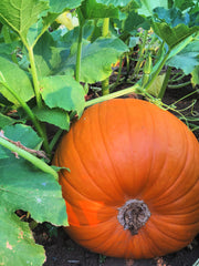 Load image into Gallery viewer, Pumpkin 'Howden'
