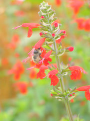 Load image into Gallery viewer, Salvia, 'Texas Hummingbird Sage'
