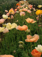 Load image into Gallery viewer, Poppy, Iceland, 'Pastel Meadows'
