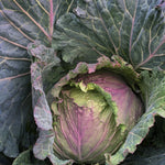 Load image into Gallery viewer, Cabbage, 'January King'
