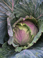 Load image into Gallery viewer, Cabbage, 'January King'
