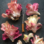 Load image into Gallery viewer, Radicchio, 'Rosa Isontina'
