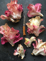 Load image into Gallery viewer, Radicchio, 'Rosa Isontina'
