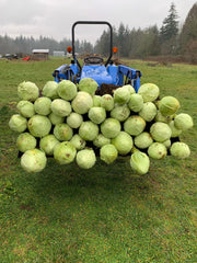 Load image into Gallery viewer, Cabbage, 'Dowinda'
