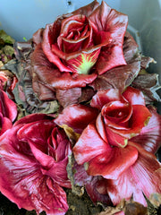 Load image into Gallery viewer, Radicchio, 'Rosa Isontina'
