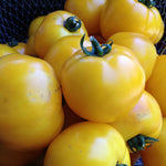 Load image into Gallery viewer, Tomato, 'Manyel'
