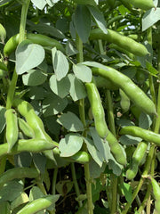 Load image into Gallery viewer, Fava, 'Karmazyn'
