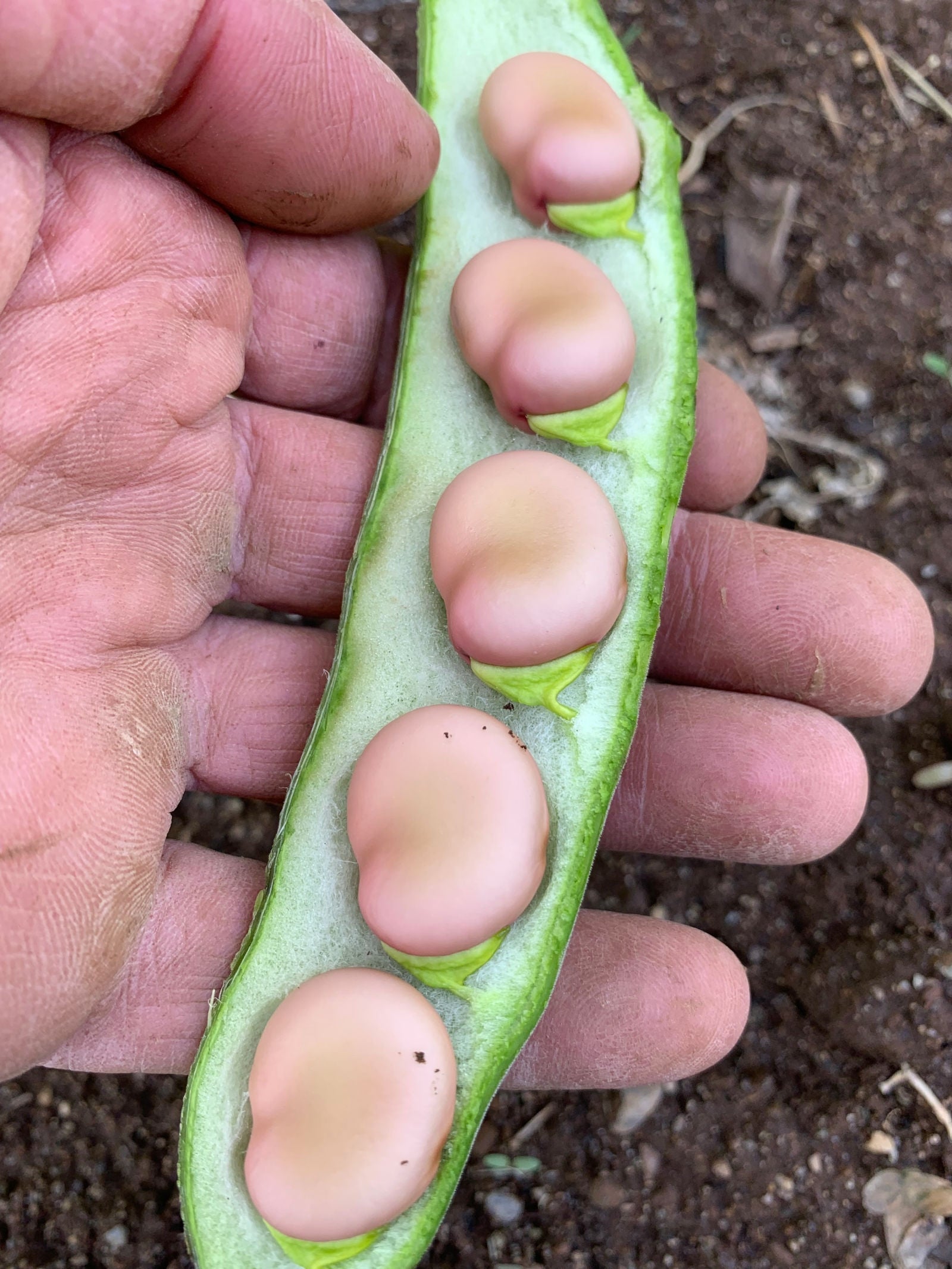 fava beans planting seeds Fava, 'Karmazyn'