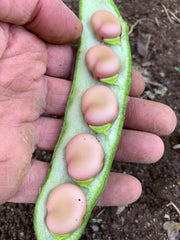 Load image into Gallery viewer, Fava, 'Karmazyn'
