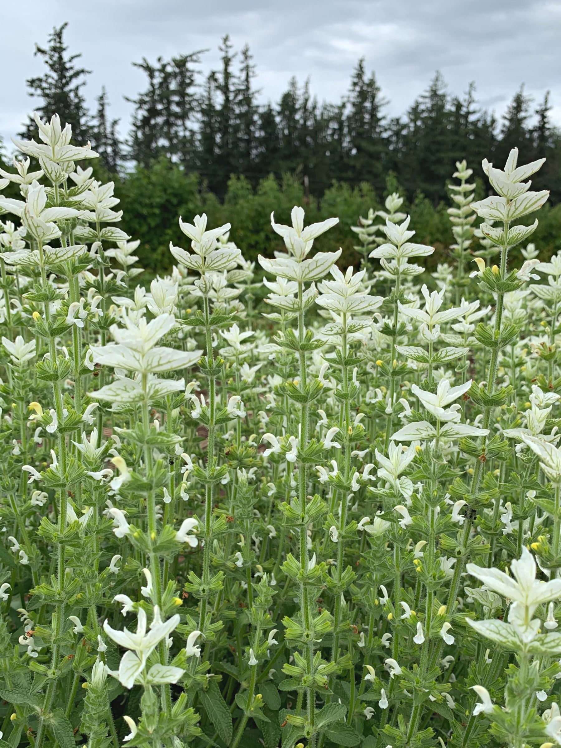 white swan marigold seeds Salvia, 'White Swan'