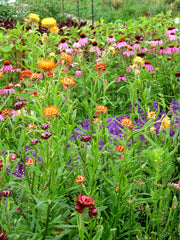 Load image into Gallery viewer, Strawflower, 'Monstrosum Fireball'
