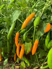 Load image into Gallery viewer, Hot Pepper, 'Criolla Sella'
