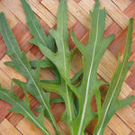 Load image into Gallery viewer, Arugula, 'Rucola'
