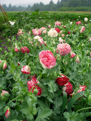 Load image into Gallery viewer, Poppy, Peony, 'Flemish Antique'
