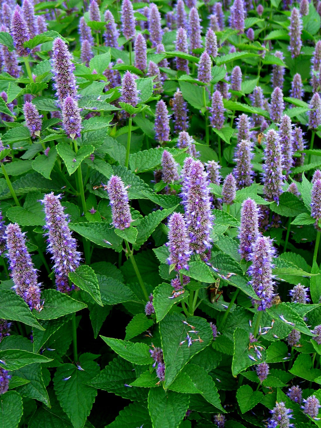 lavender hyssop plant Anise Hyssop