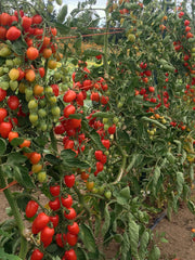 Load image into Gallery viewer, Tomato, 'Gardener's Sweetheart'
