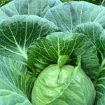 Load image into Gallery viewer, Cabbage, 'Columbia'
