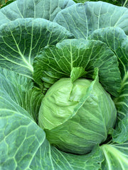 Load image into Gallery viewer, Cabbage, 'Columbia'
