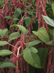 Load image into Gallery viewer, Amaranth, 'Coral Fountains'
