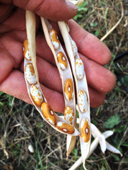 Load image into Gallery viewer, Bean, Bush Dry, 'Jacob's Gold'
