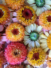 Load image into Gallery viewer, Zinnia, 'Zinderella Peach'
