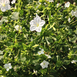 Load image into Gallery viewer, Four O'Clocks, 'Full Moon'
