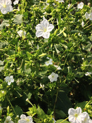 Load image into Gallery viewer, Four O'Clocks, 'Full Moon'
