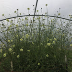 Load image into Gallery viewer, Scabiosa, 'Giant Yellow'

