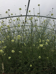 Load image into Gallery viewer, Scabiosa, 'Giant Yellow'
