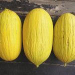 Load image into Gallery viewer, Melon, 'Giallo d'Inverno'
