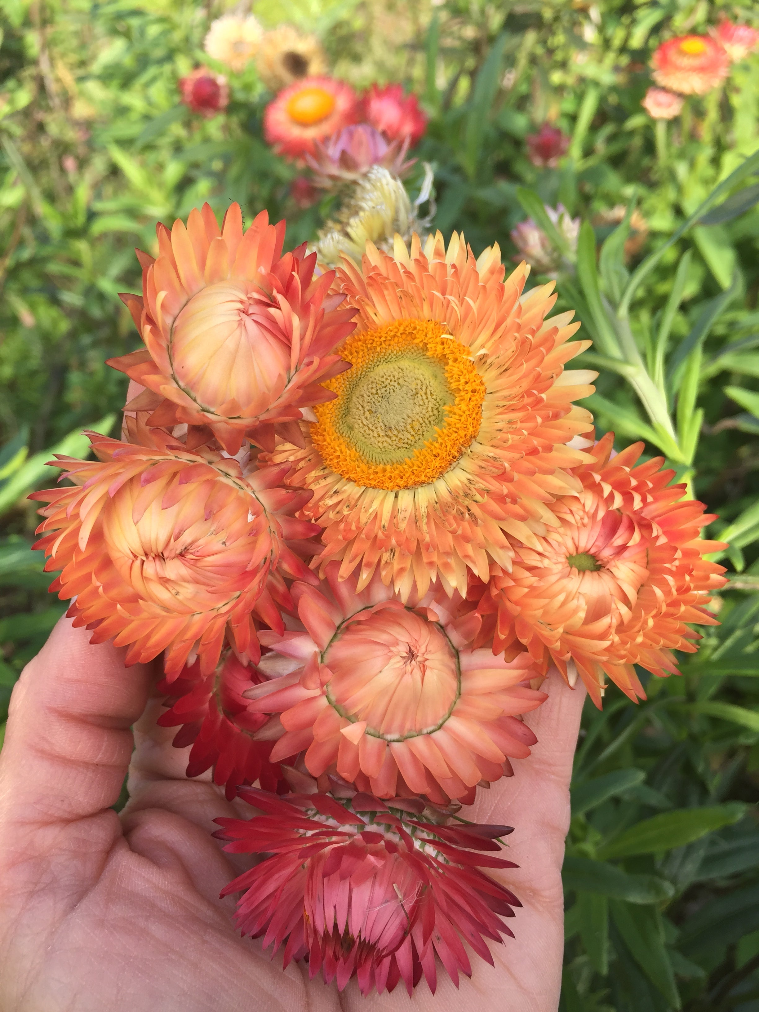 peach flower seeds Strawflower, 'Apricot Peach Mix'