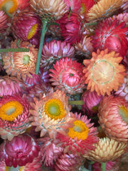 Load image into Gallery viewer, Strawflower, 'Apricot Peach Mix'
