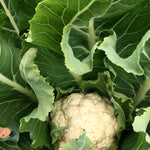 Load image into Gallery viewer, Cauliflower, 'Prestige'
