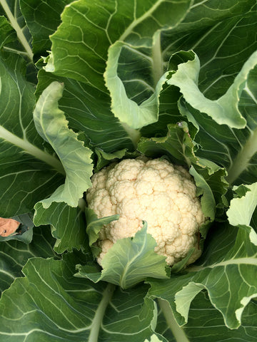 Cauliflower