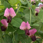 Load image into Gallery viewer, Pea, Dry/Soup, 'Roveja'
